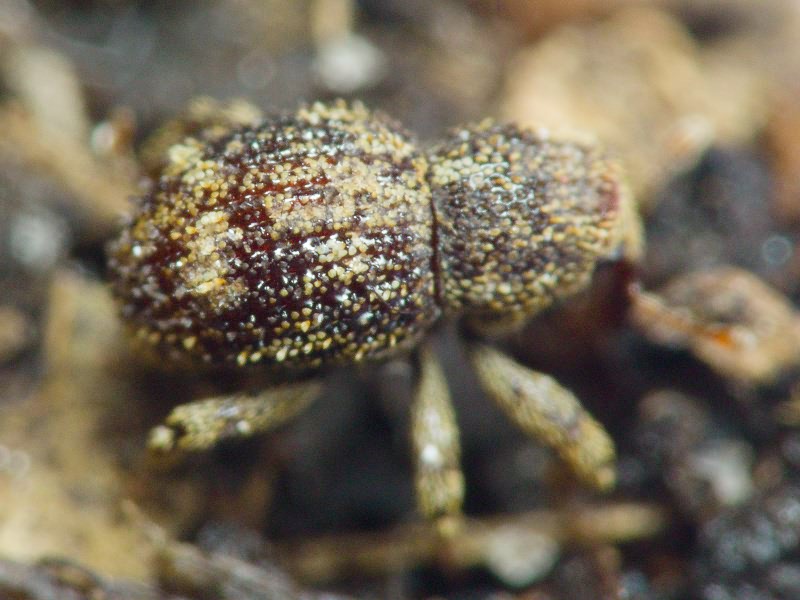 Acalles (Acalles) echinatus (Germar, 1824)